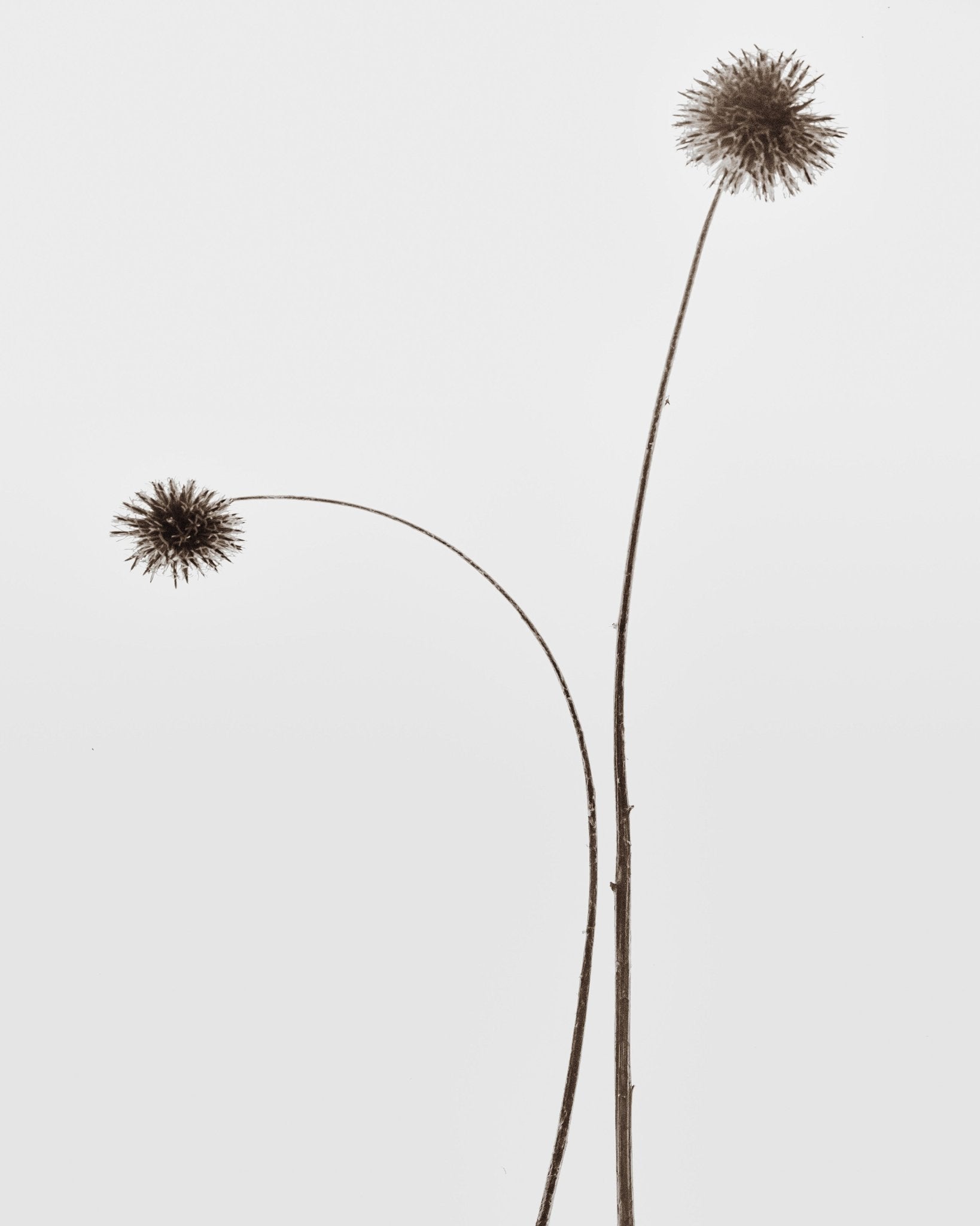 Minimal Botany Stems