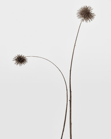 Minimal Botany Stems