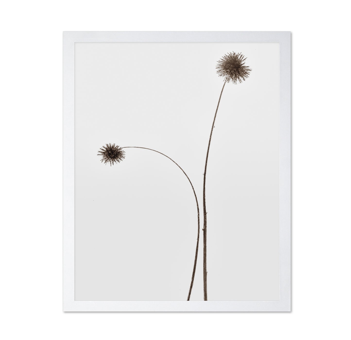Minimal Botany Stems