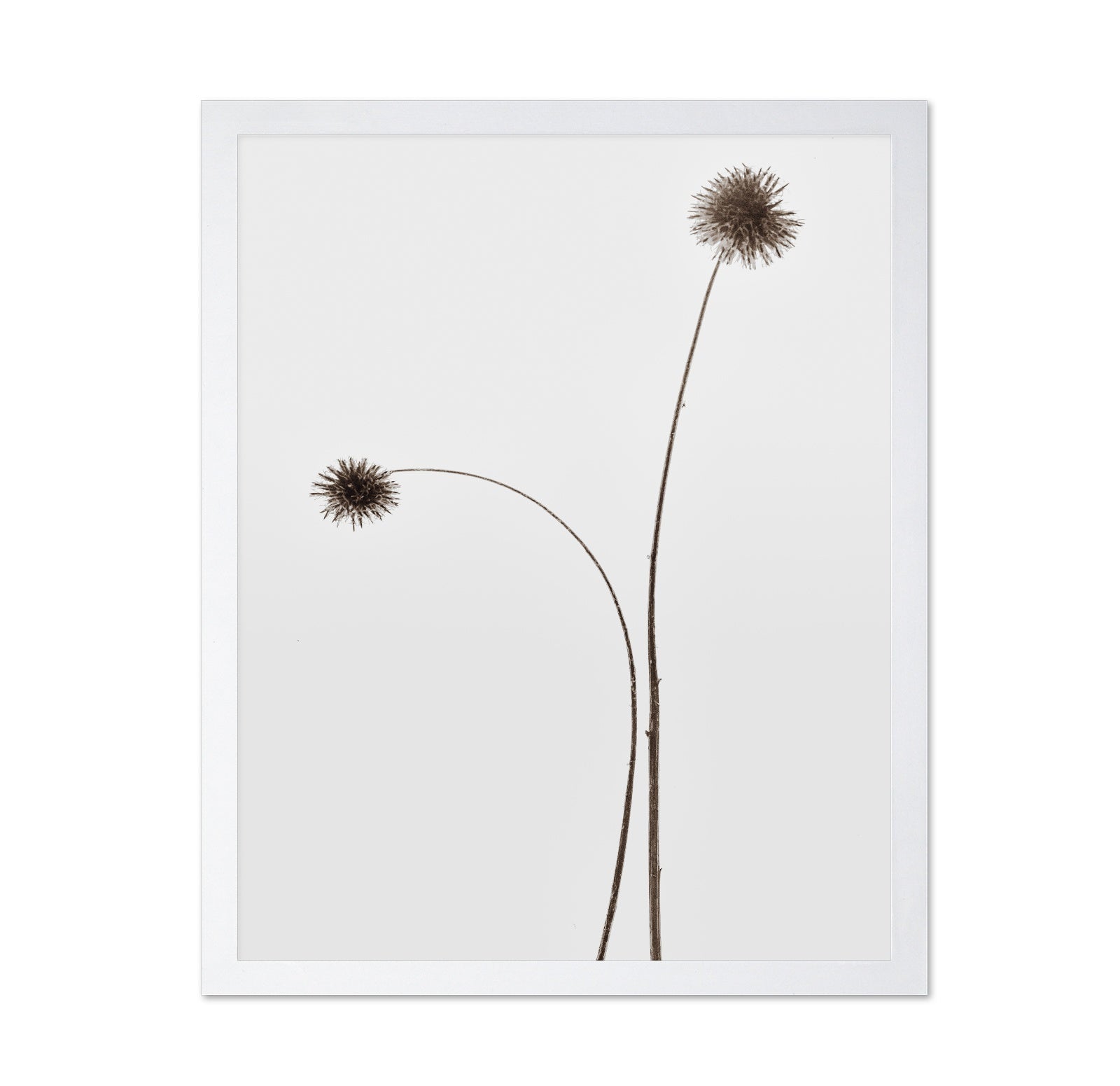 Minimal Botany Stems