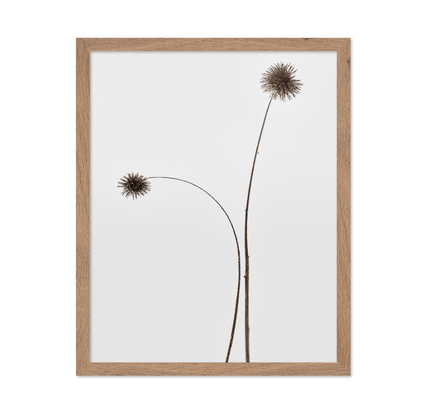 Minimal Botany Stems