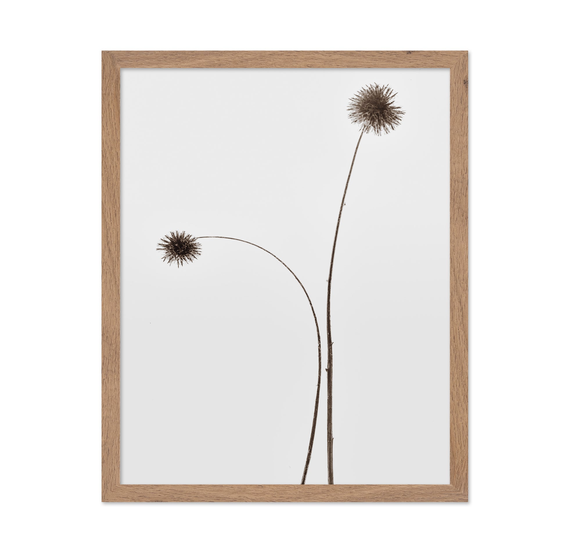 Minimal Botany Stems