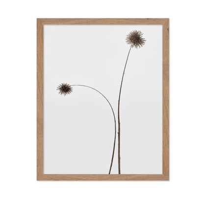 Minimal Botany Stems