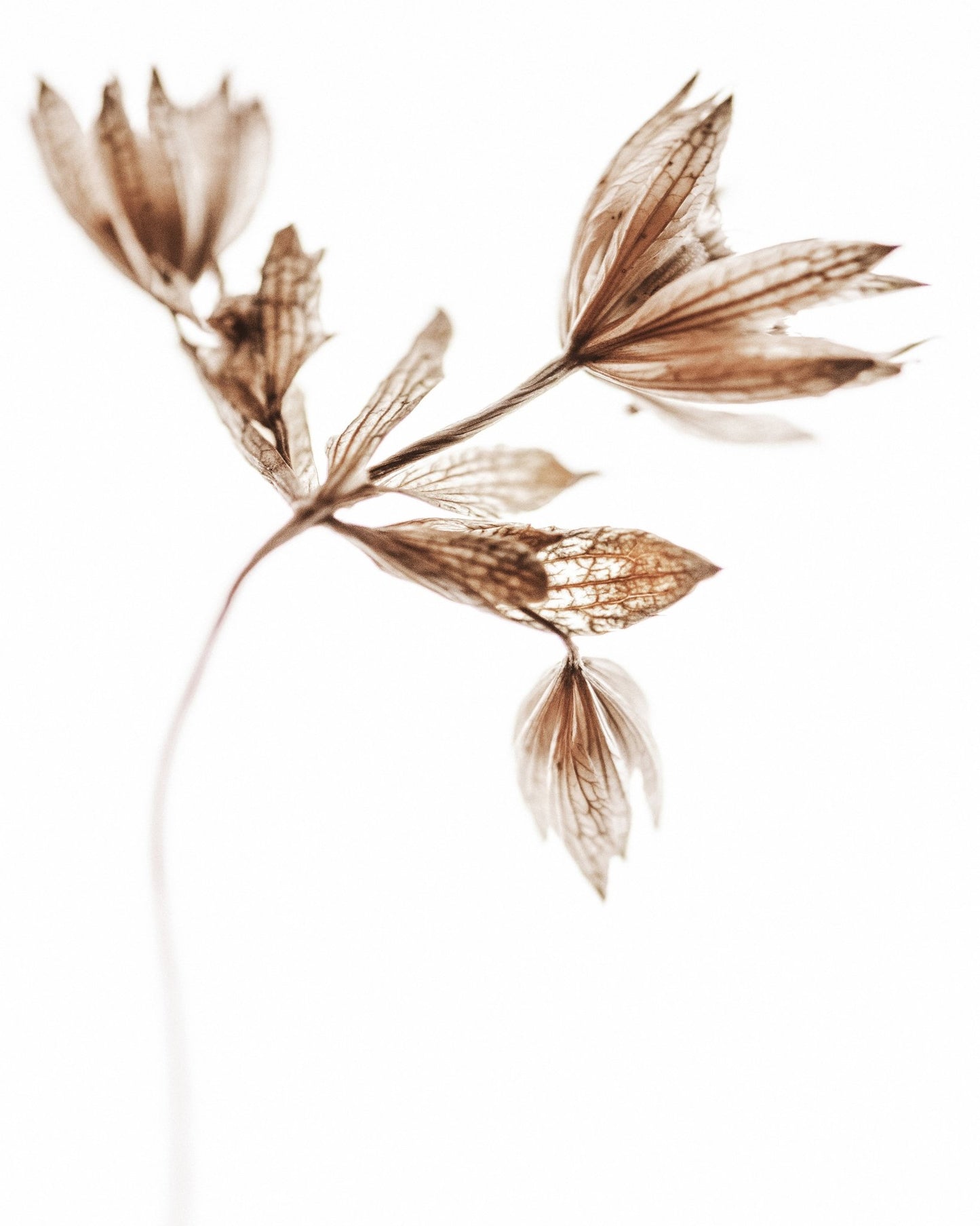 Golden Delicate Stem