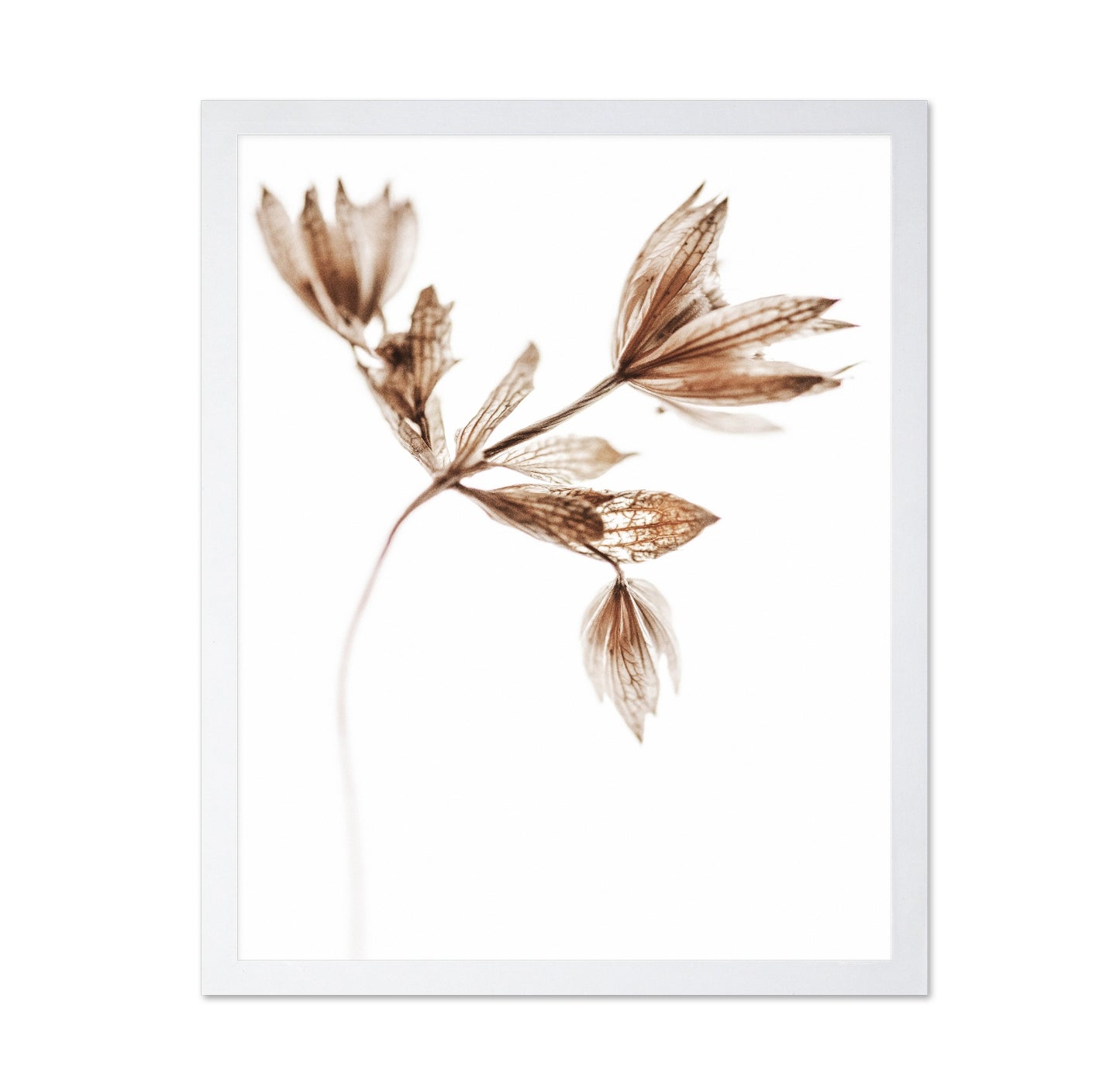 Golden Delicate Stem