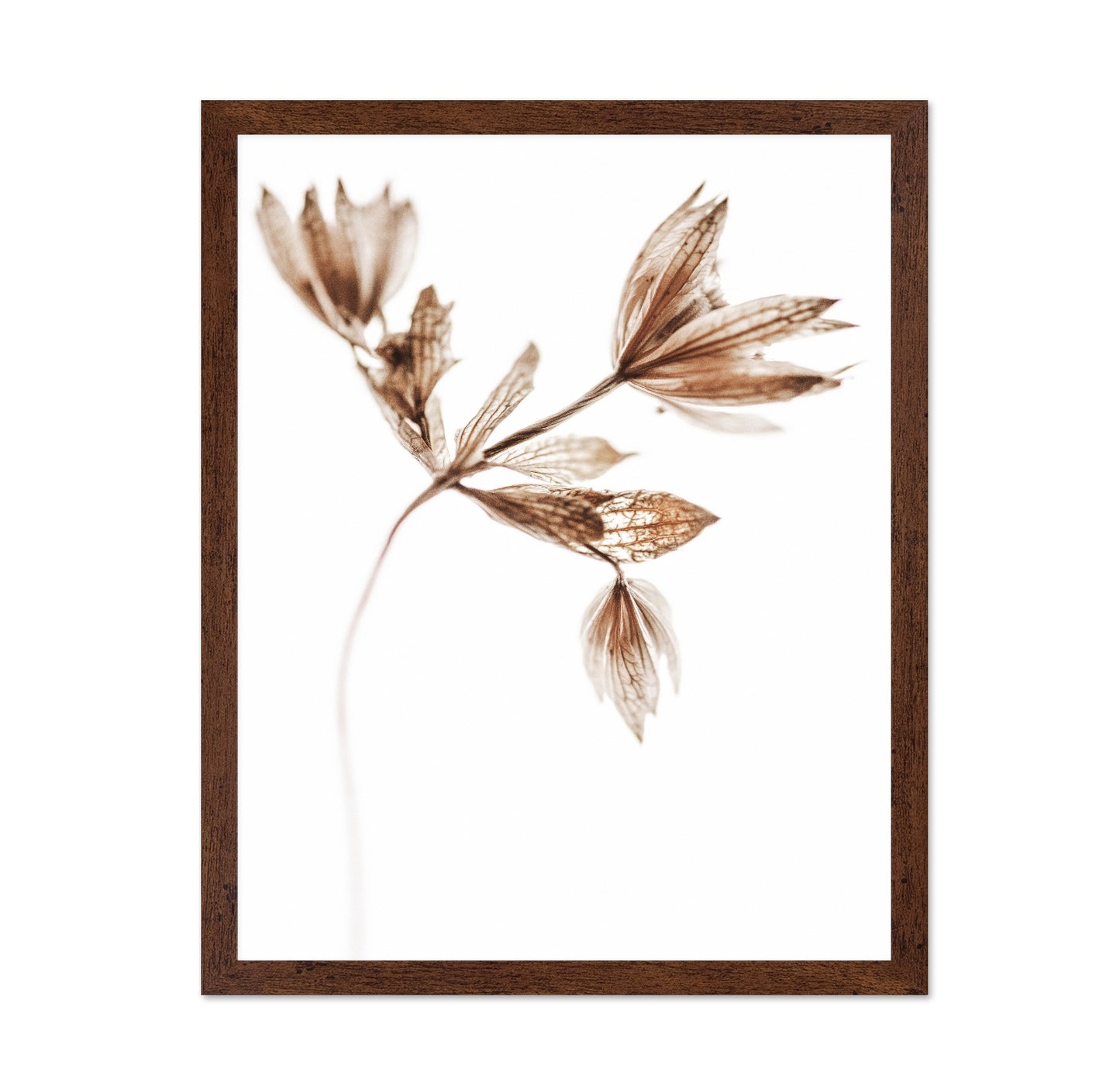 Golden Delicate Stem
