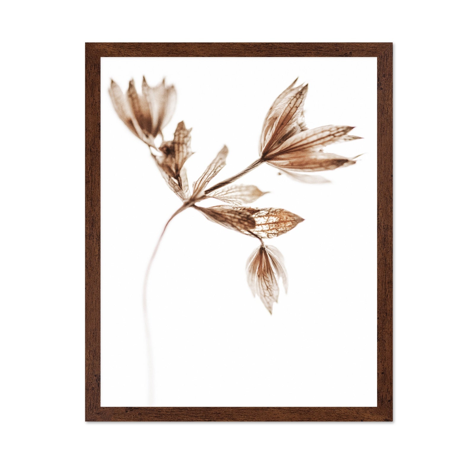 Golden Delicate Stem
