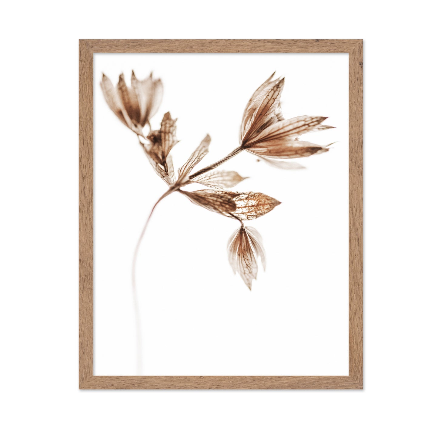 Golden Delicate Stem