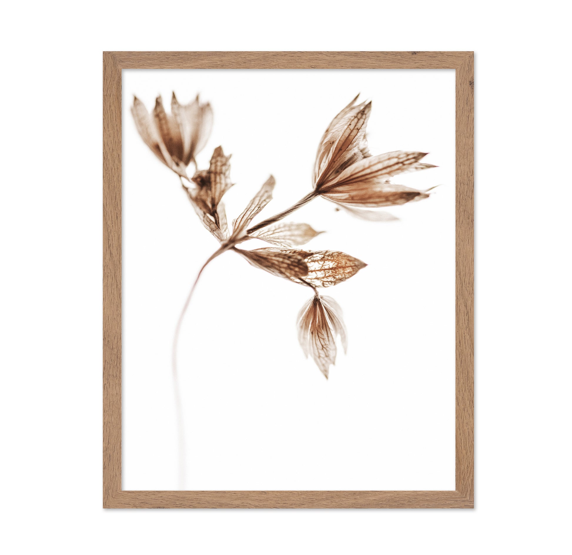 Golden Delicate Stem
