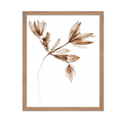 Golden Delicate Stem