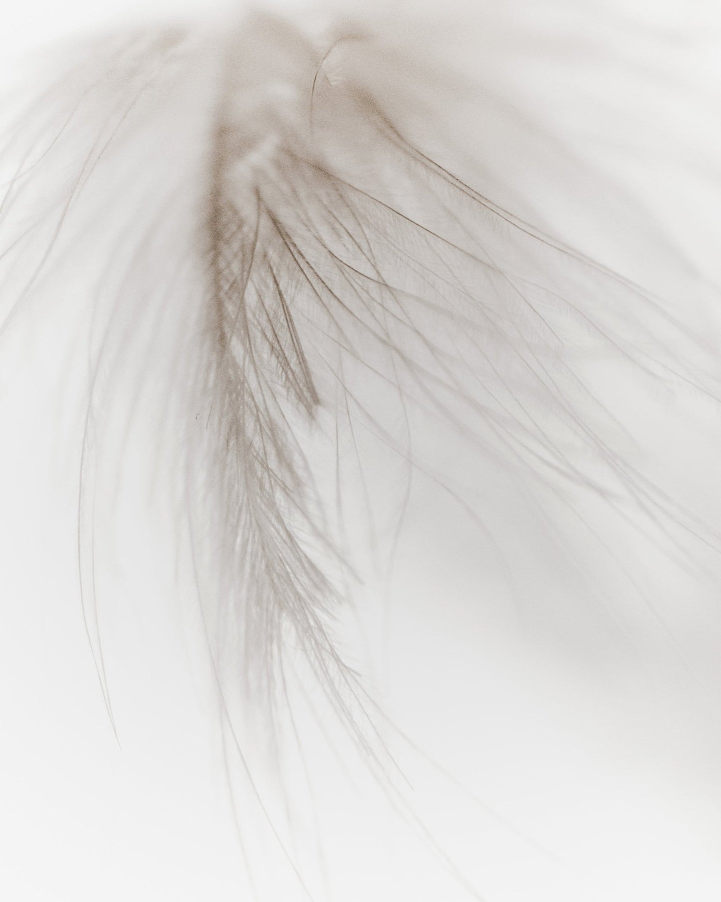 Soft Feather