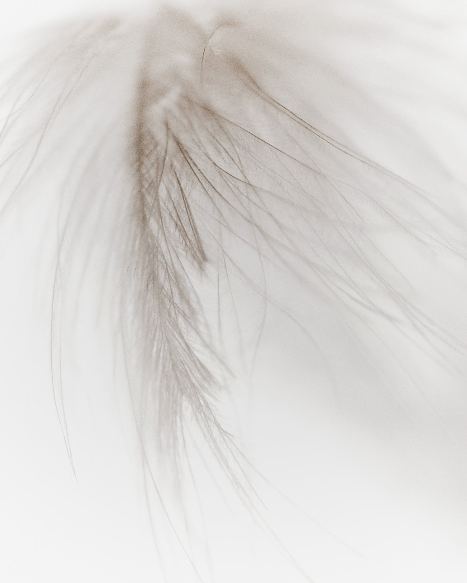 Soft Feather