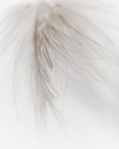 Soft Feather