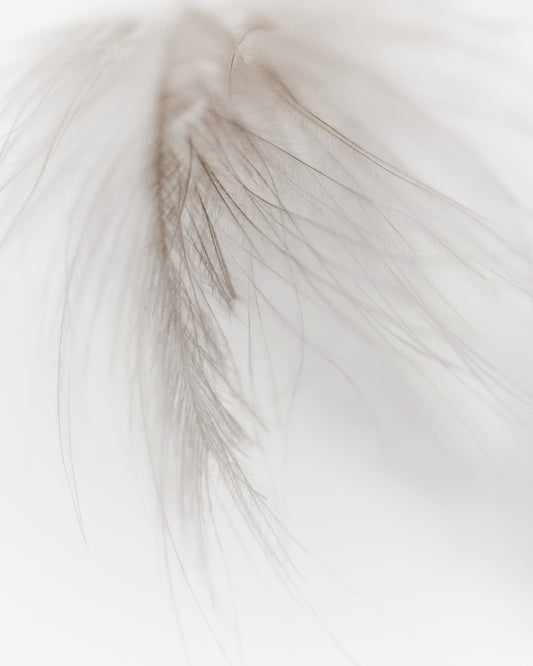 Soft Feather