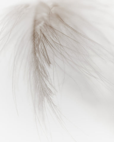 Soft Feather