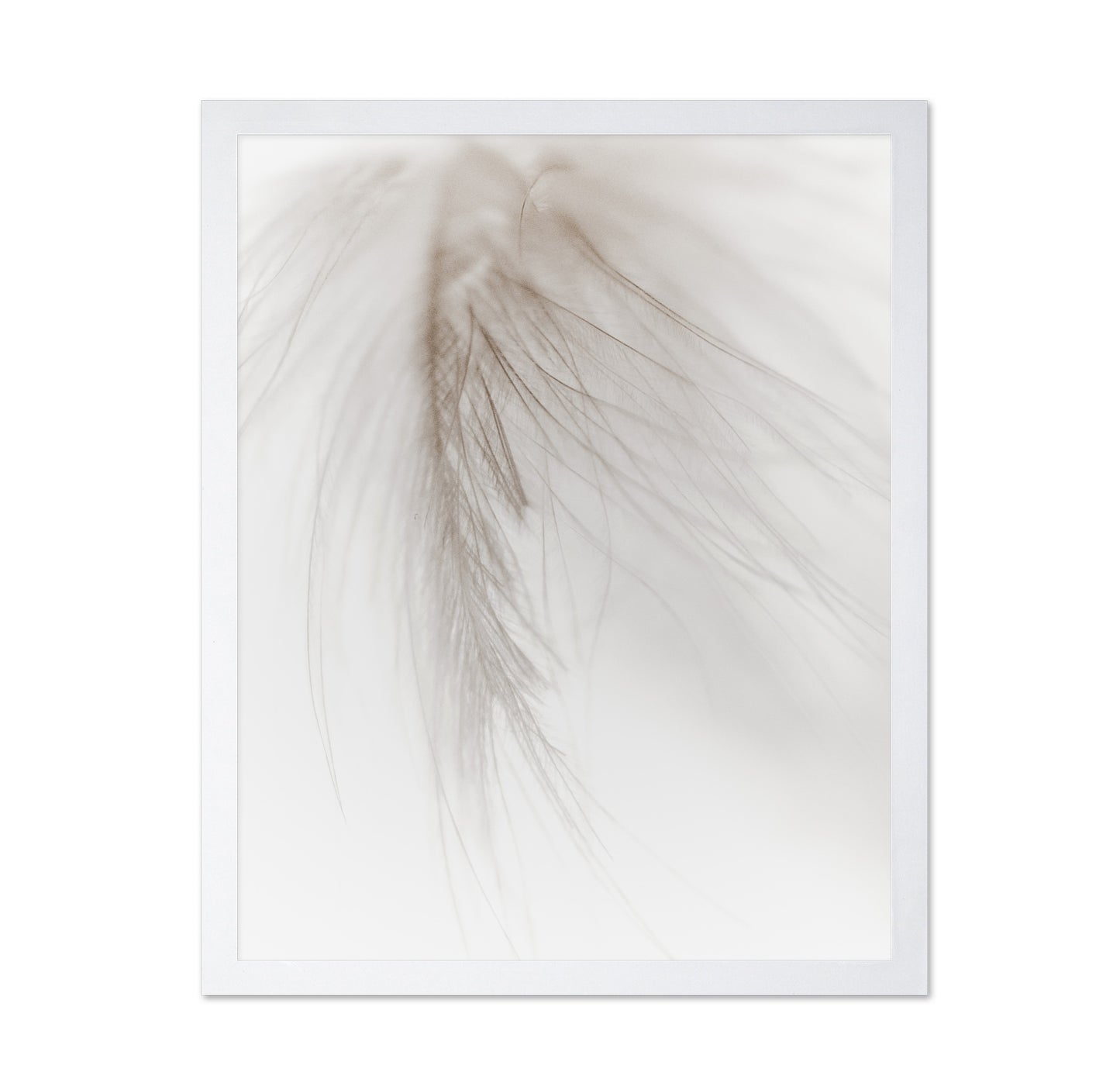 Soft Feather