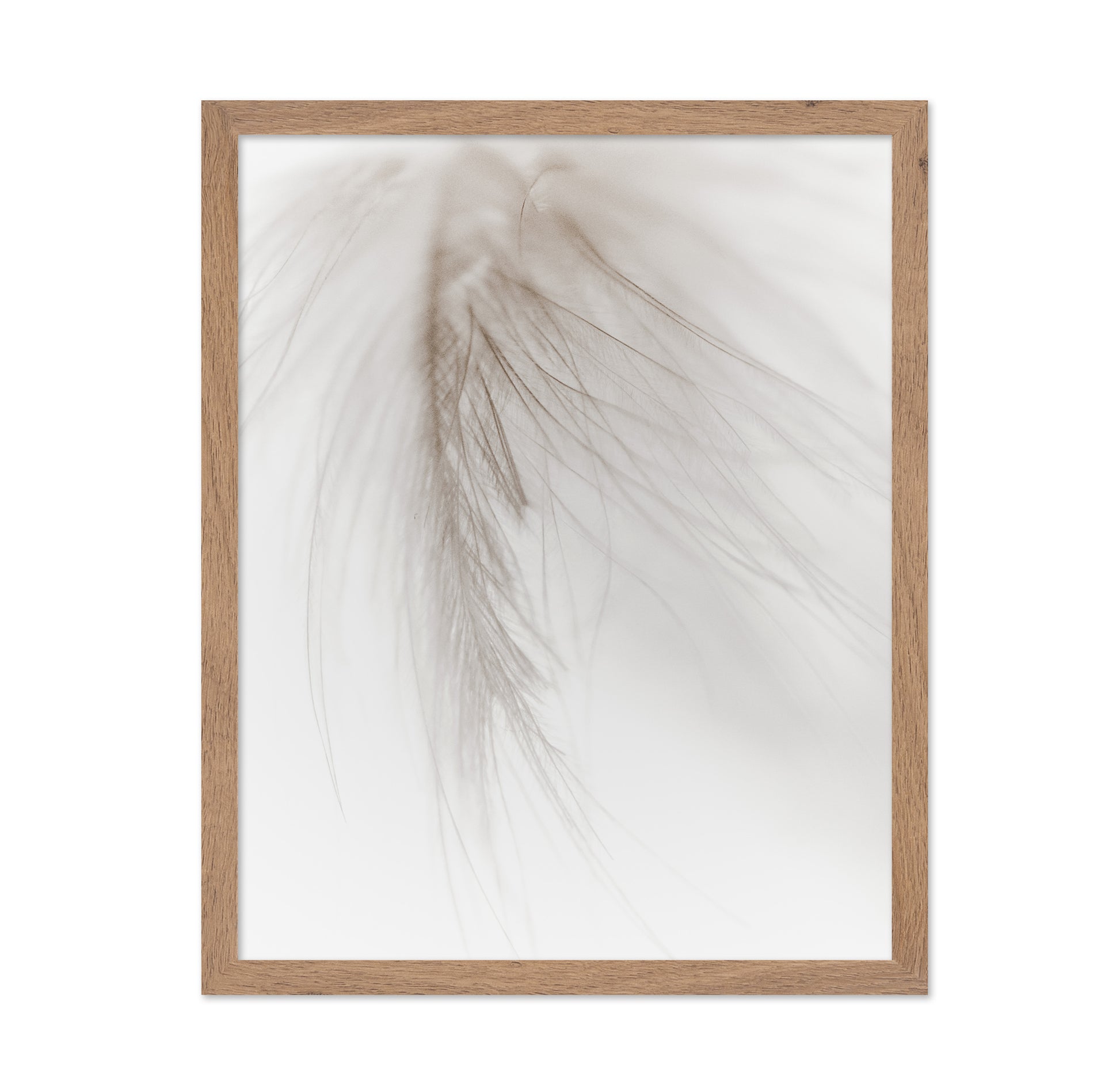 Soft Feather