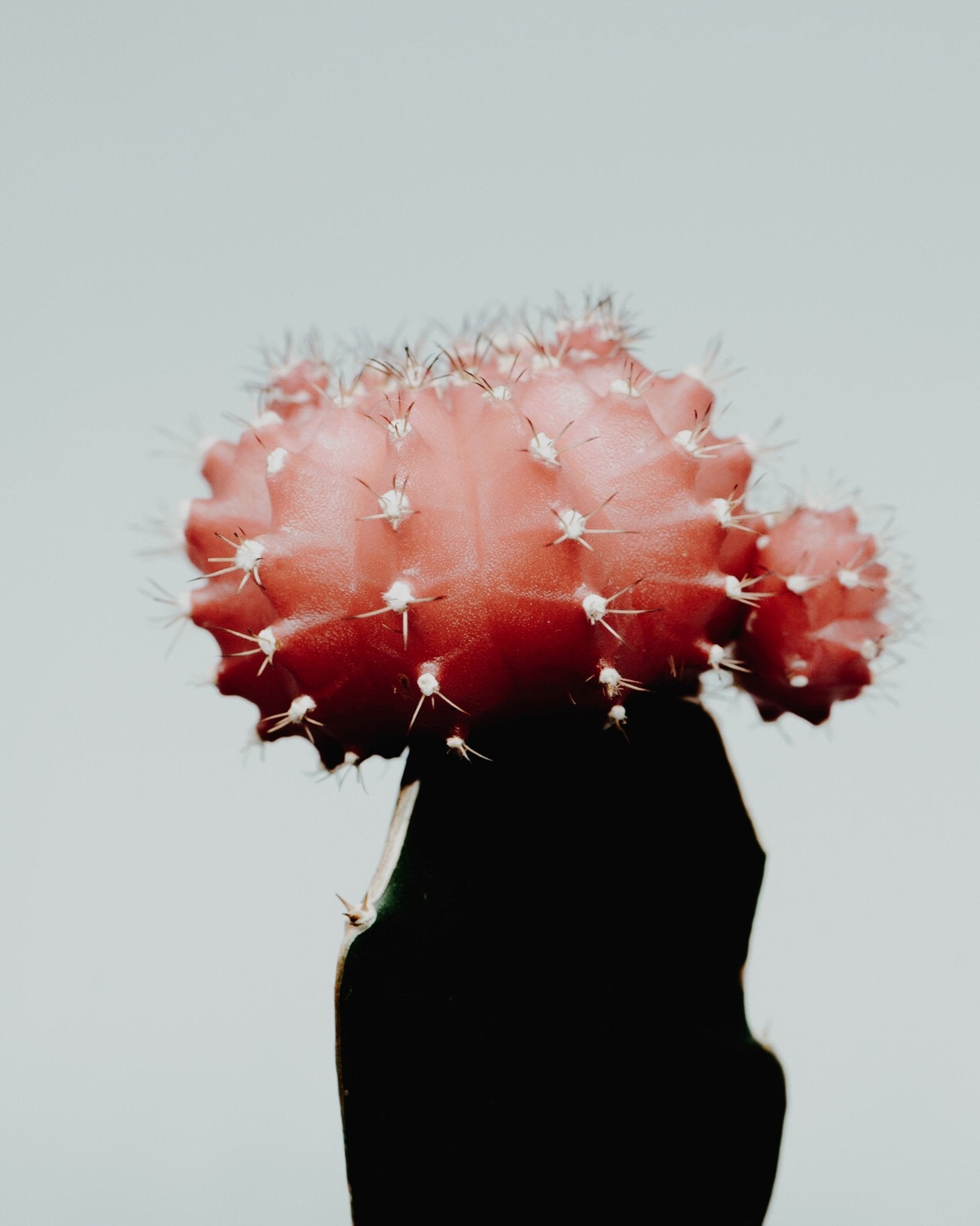 Red Cactus Bloom