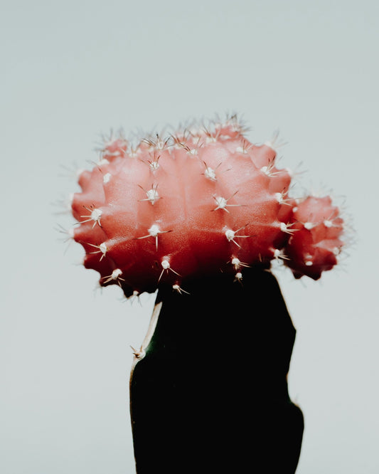 Red Cactus Bloom
