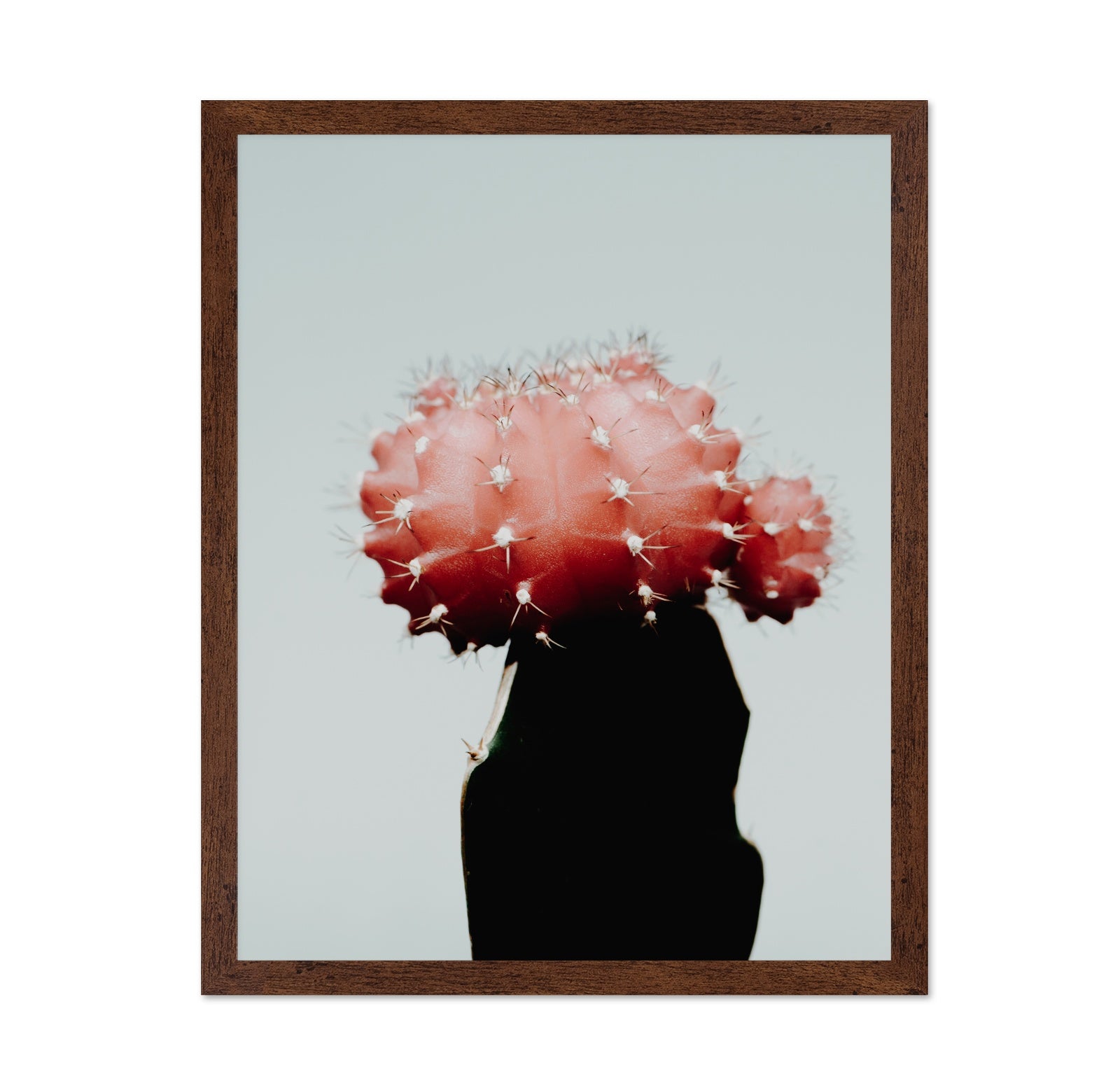 Red Cactus Bloom