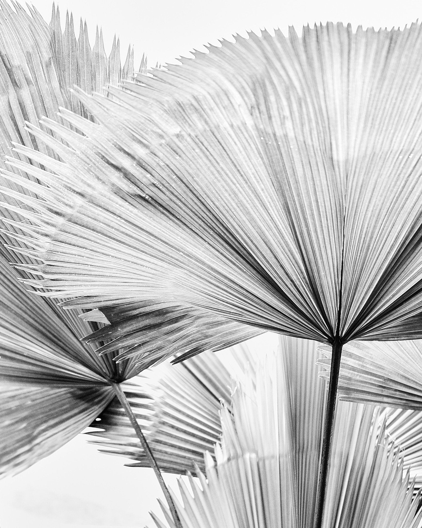 Palm Leaf Texture No2