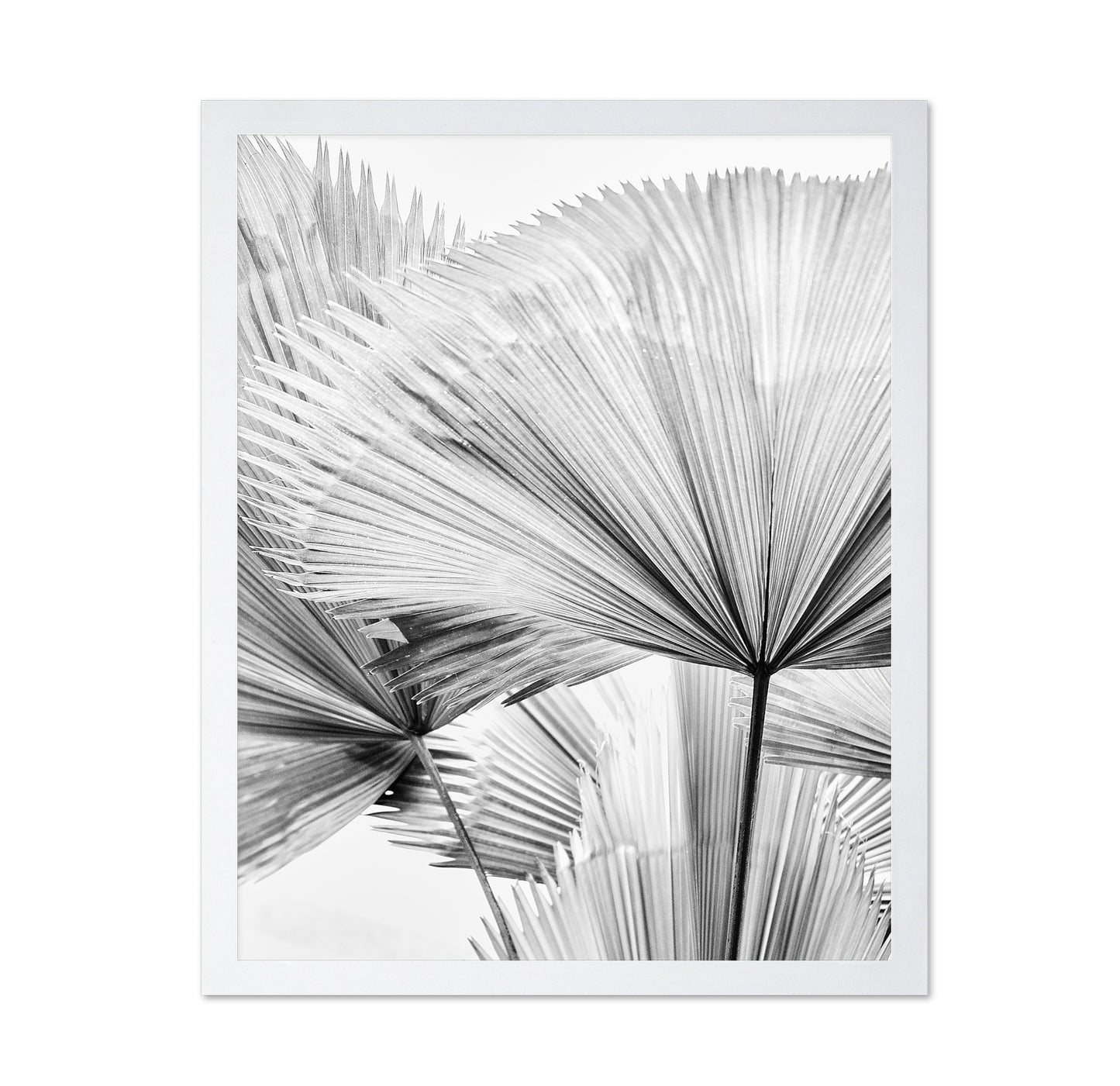 Palm Leaf Texture No2