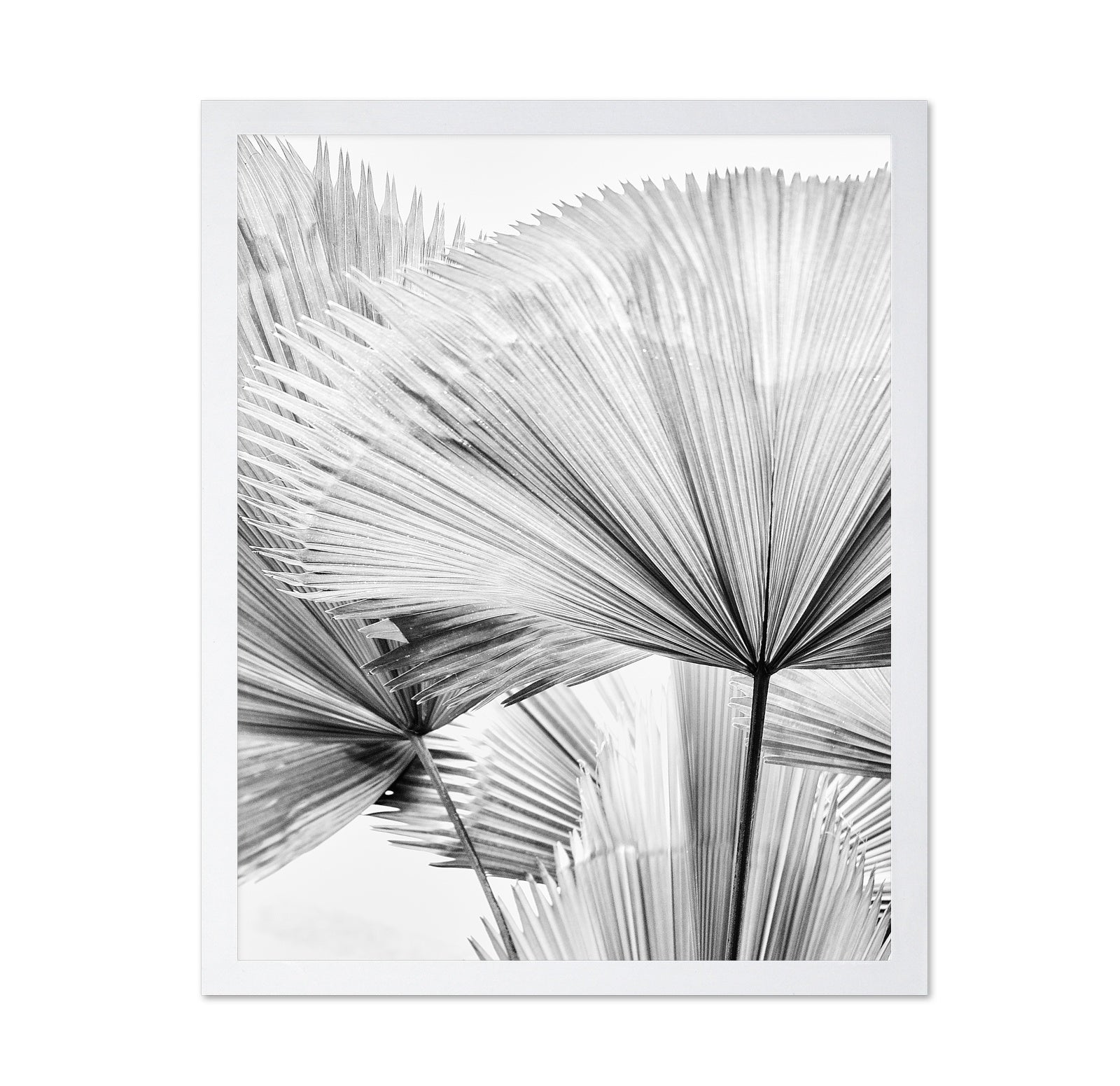 Palm Leaf Texture No2
