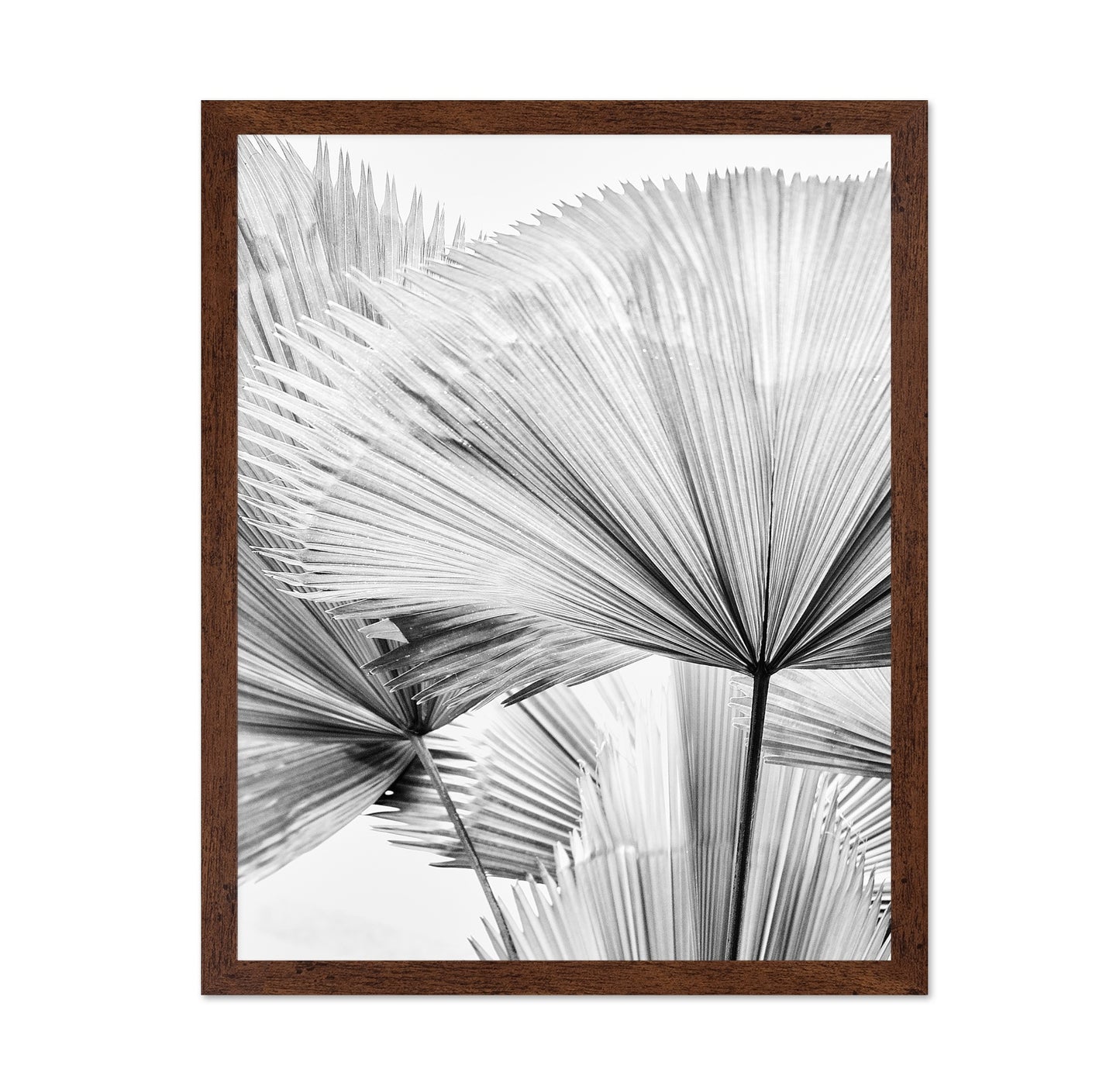 Palm Leaf Texture No2