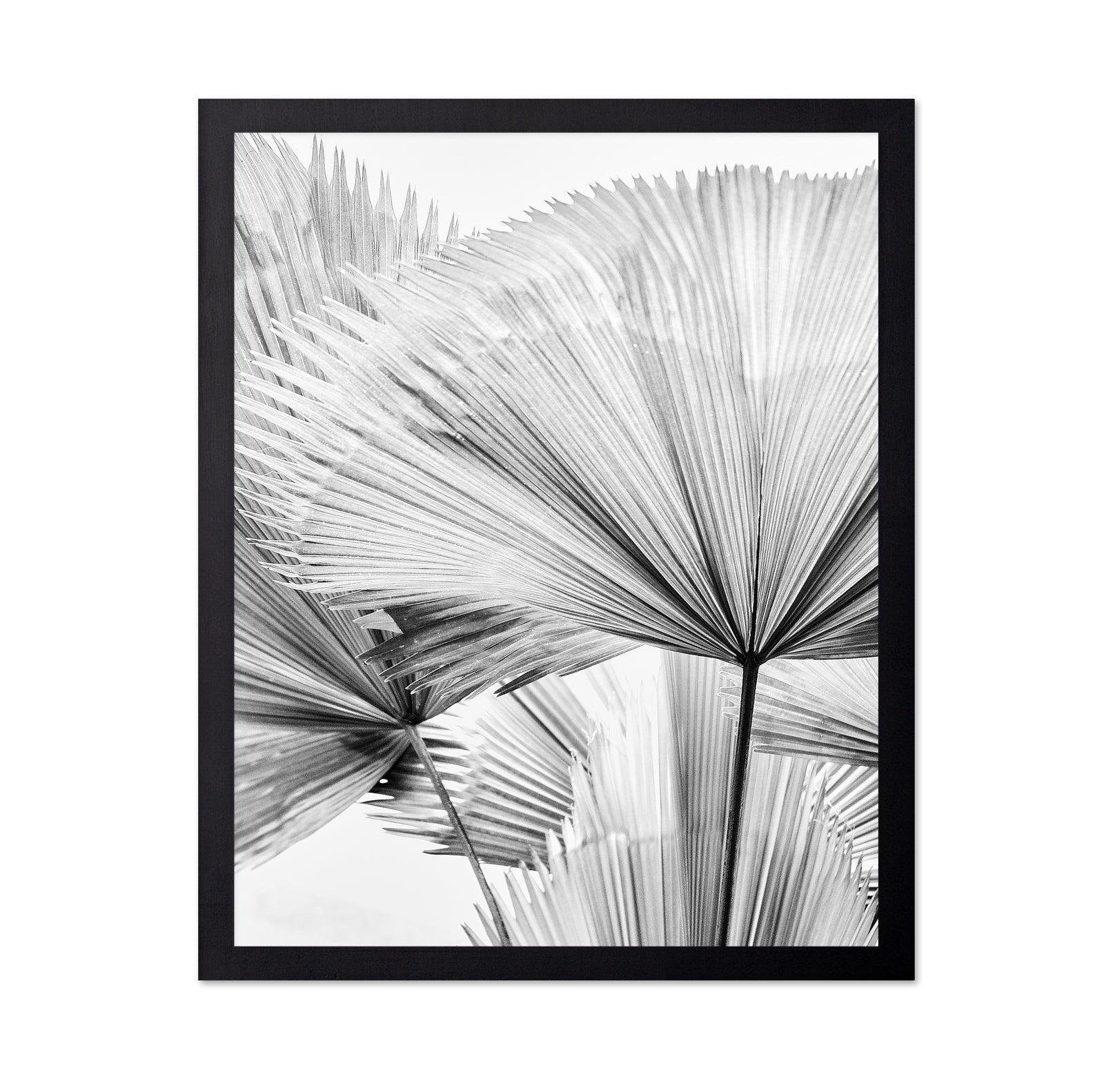 Palm Leaf Texture No2
