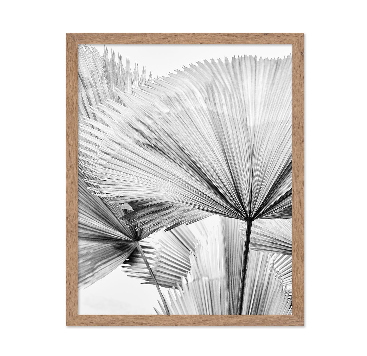 Palm Leaf Texture No2