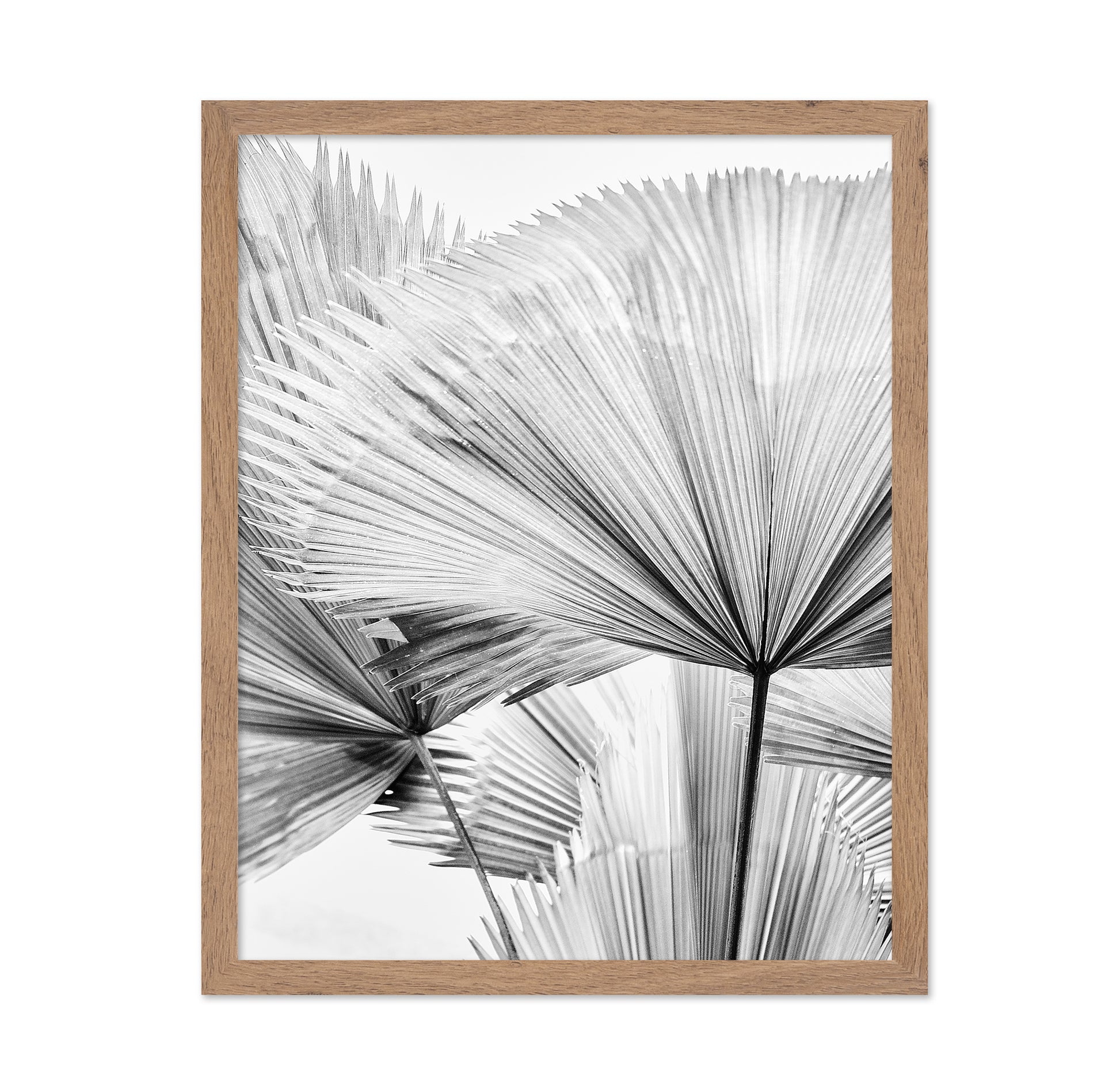 Palm Leaf Texture No2