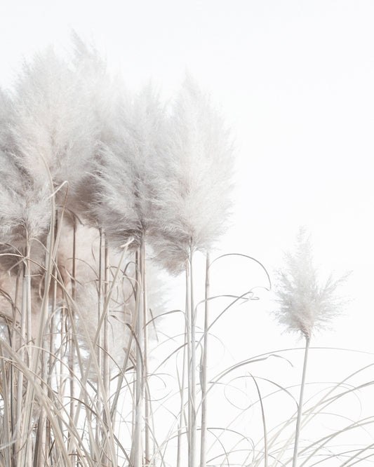 Soft Pampas Stems