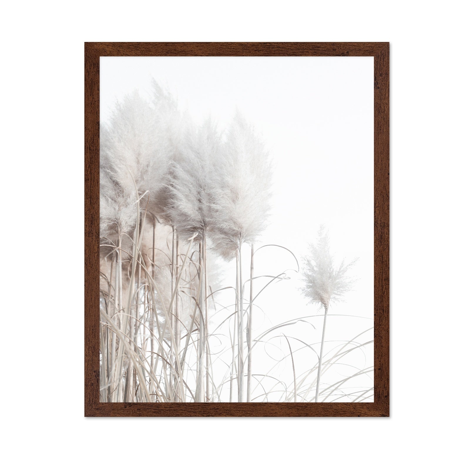 Soft Pampas Stems