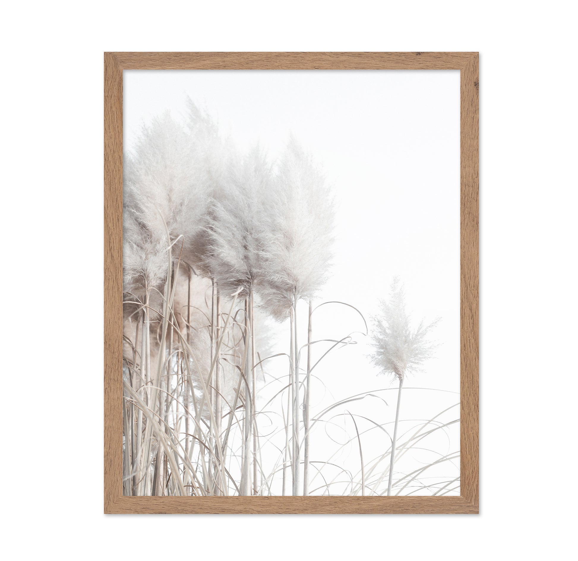 Soft Pampas Stems