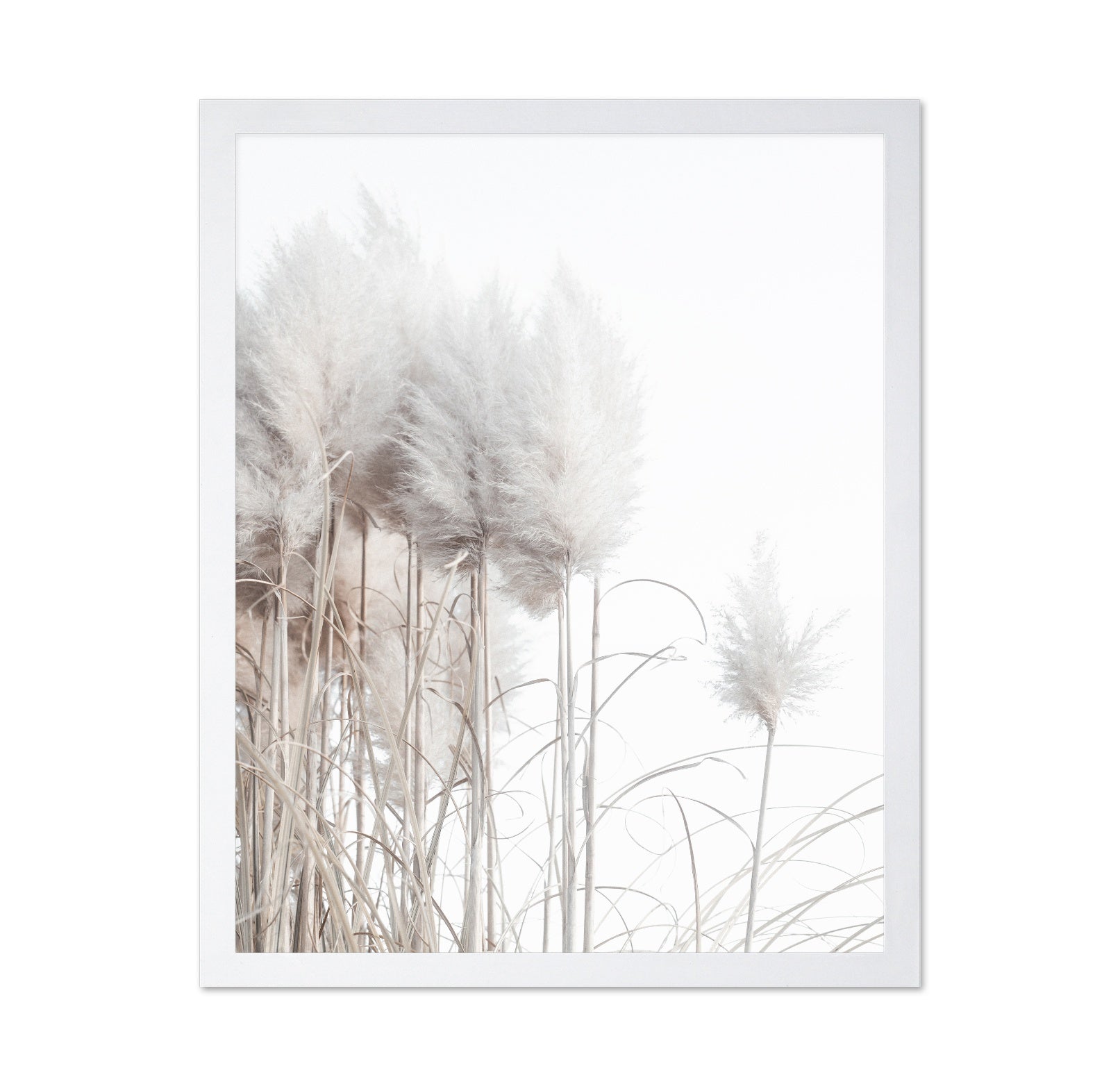 Soft Pampas Stems
