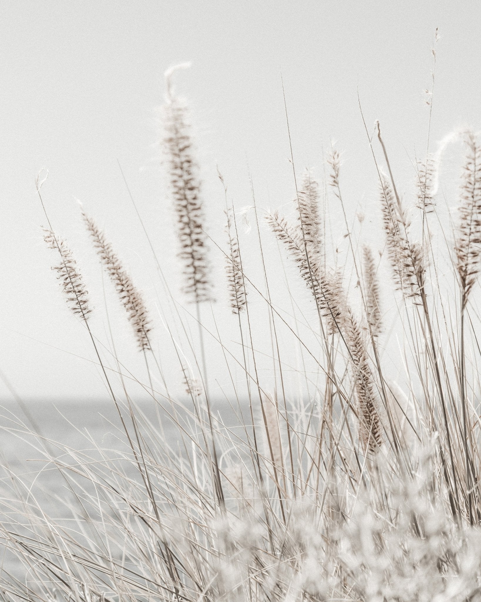 Soft Coastal Grass