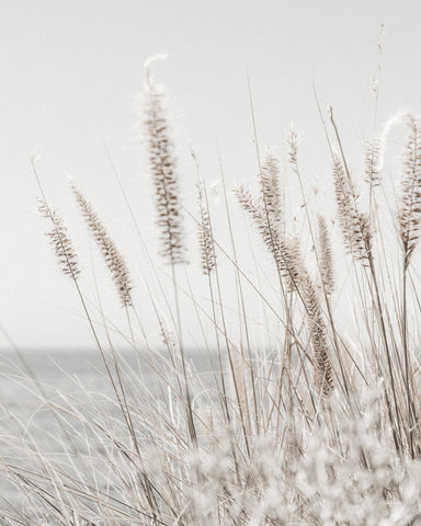 Soft Coastal Grass