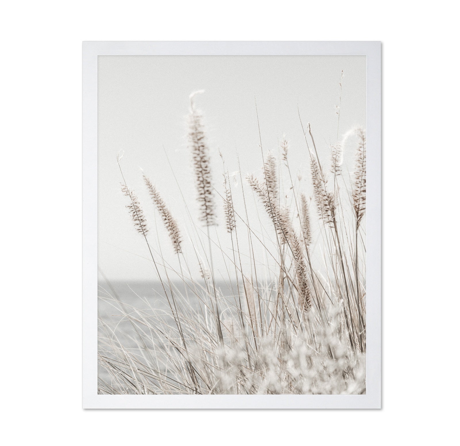 Soft Coastal Grass
