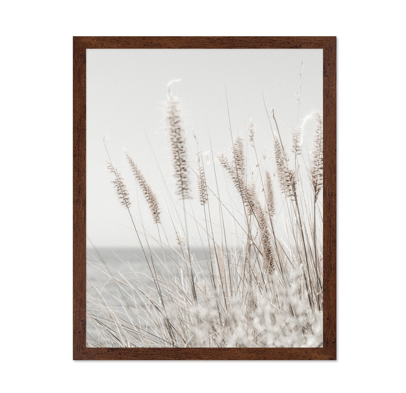 Soft Coastal Grass