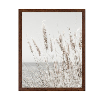 Soft Coastal Grass