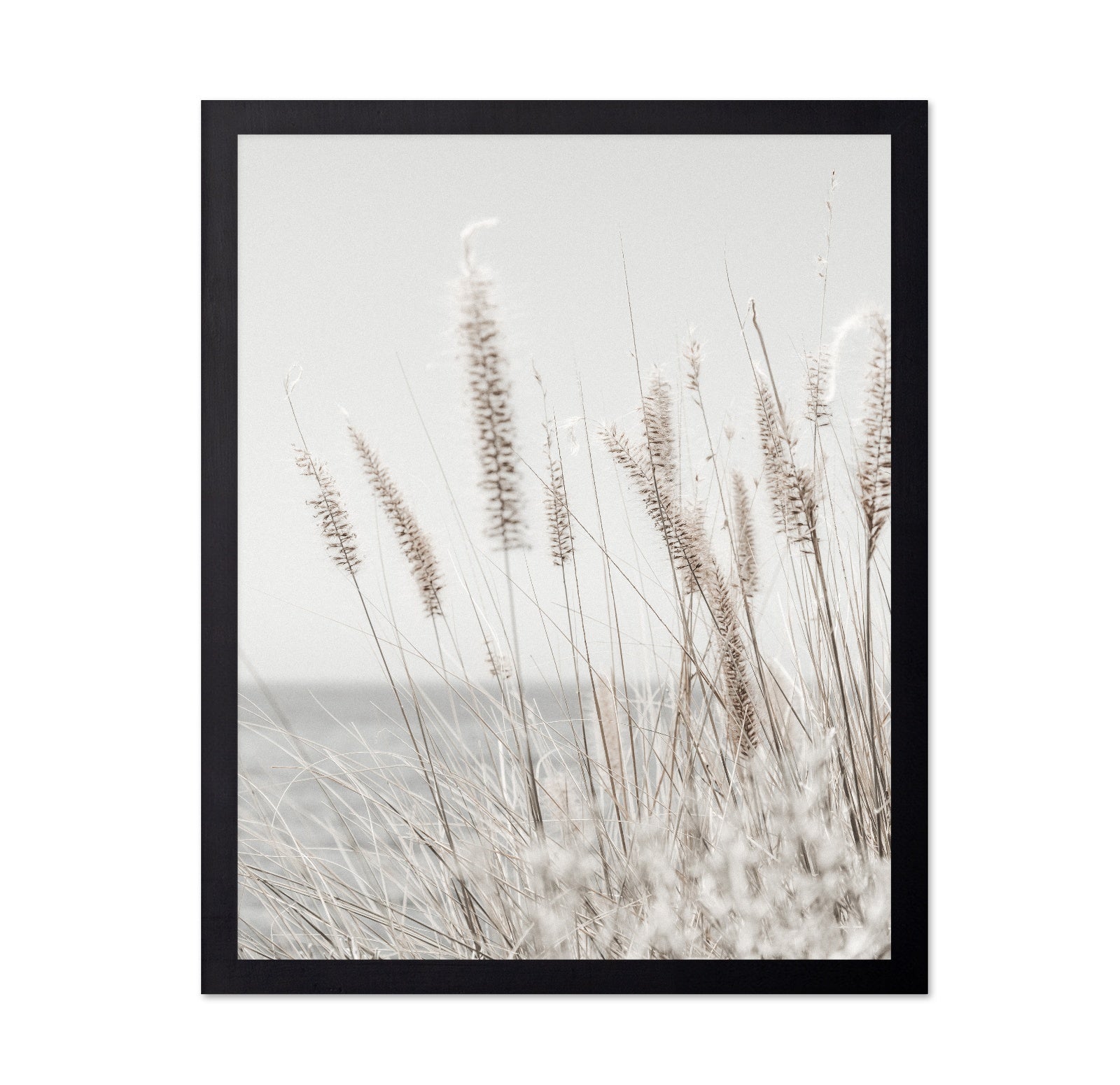 Soft Coastal Grass