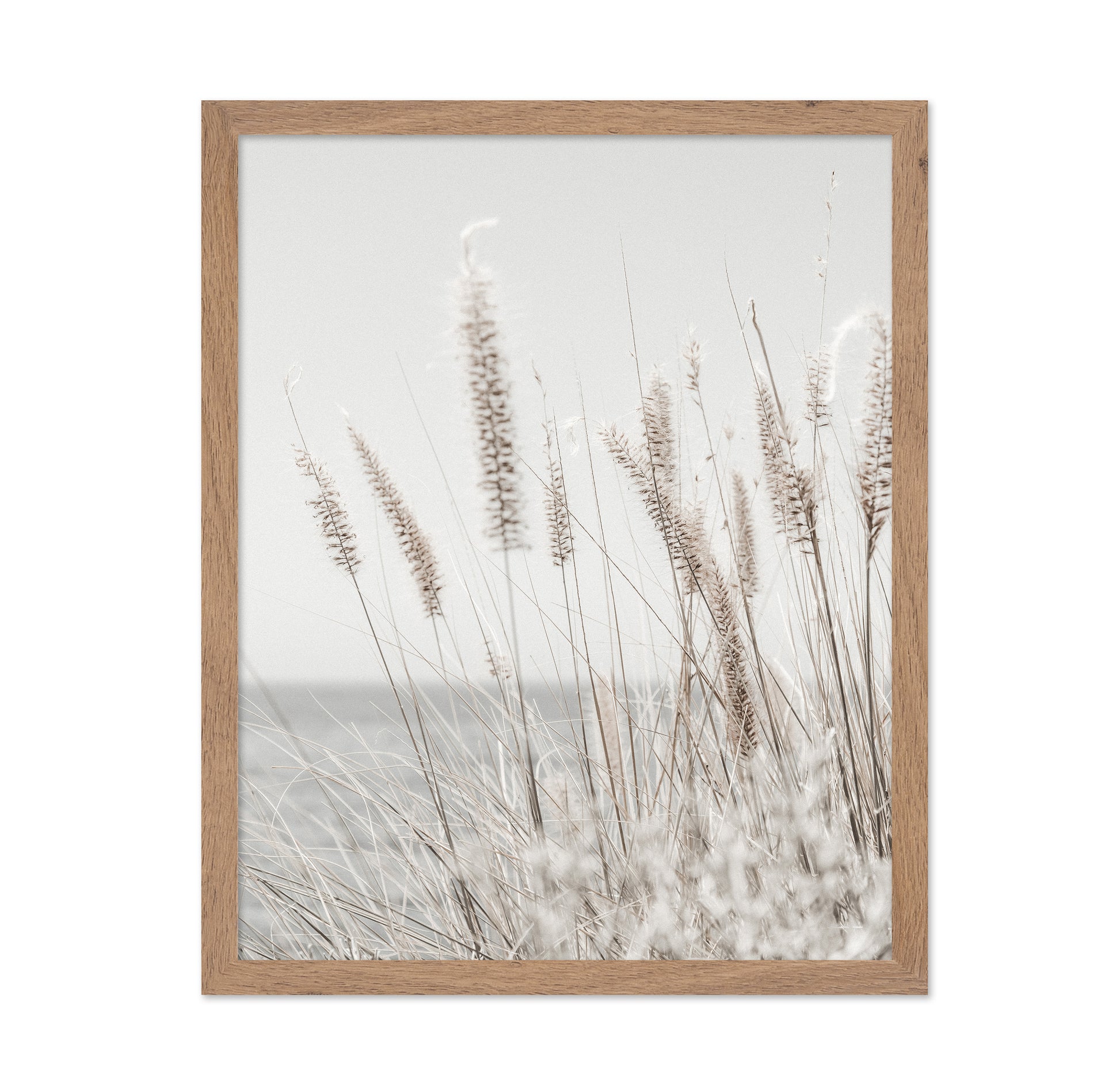 Soft Coastal Grass