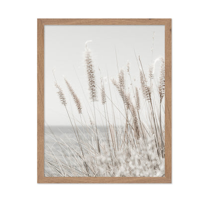 Soft Coastal Grass