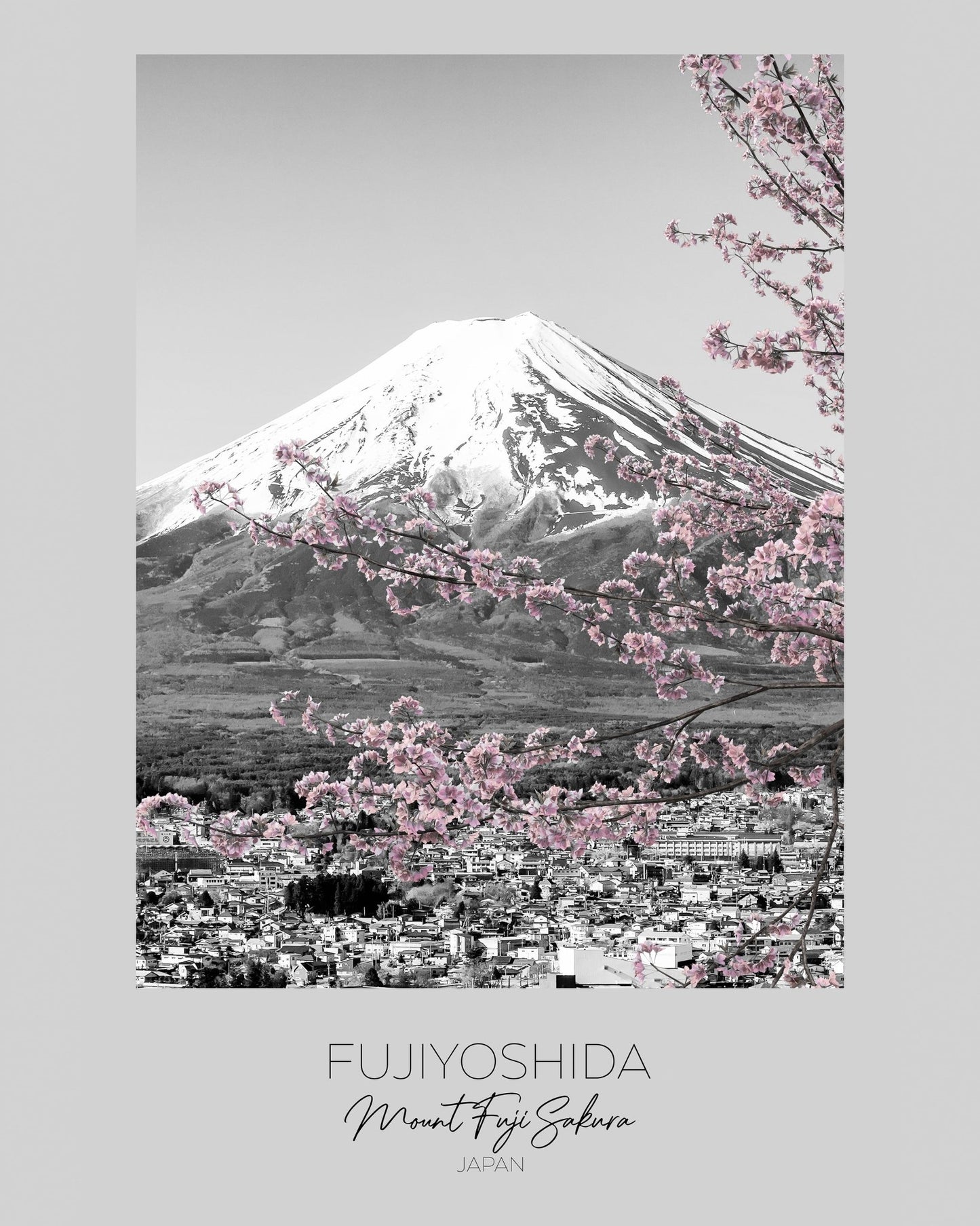 Mount Fuji Sakura View