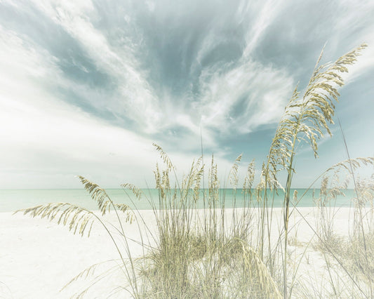 Serene Beach Grasses