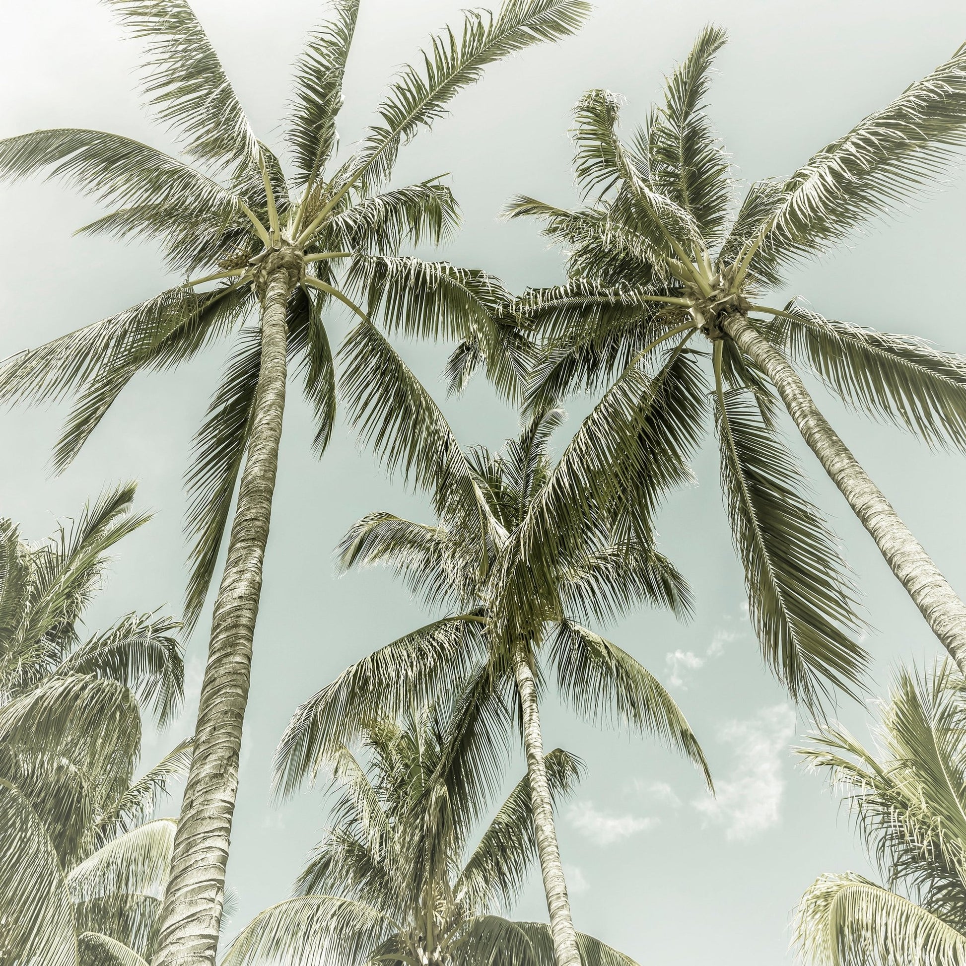 Vintage Palm Trees