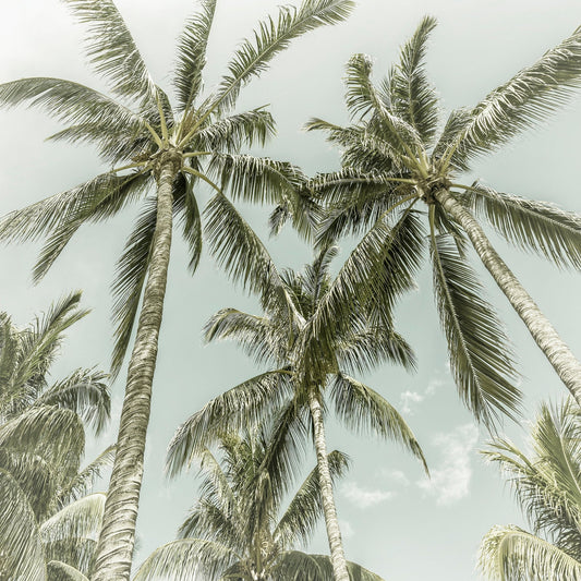 Vintage Palm Trees
