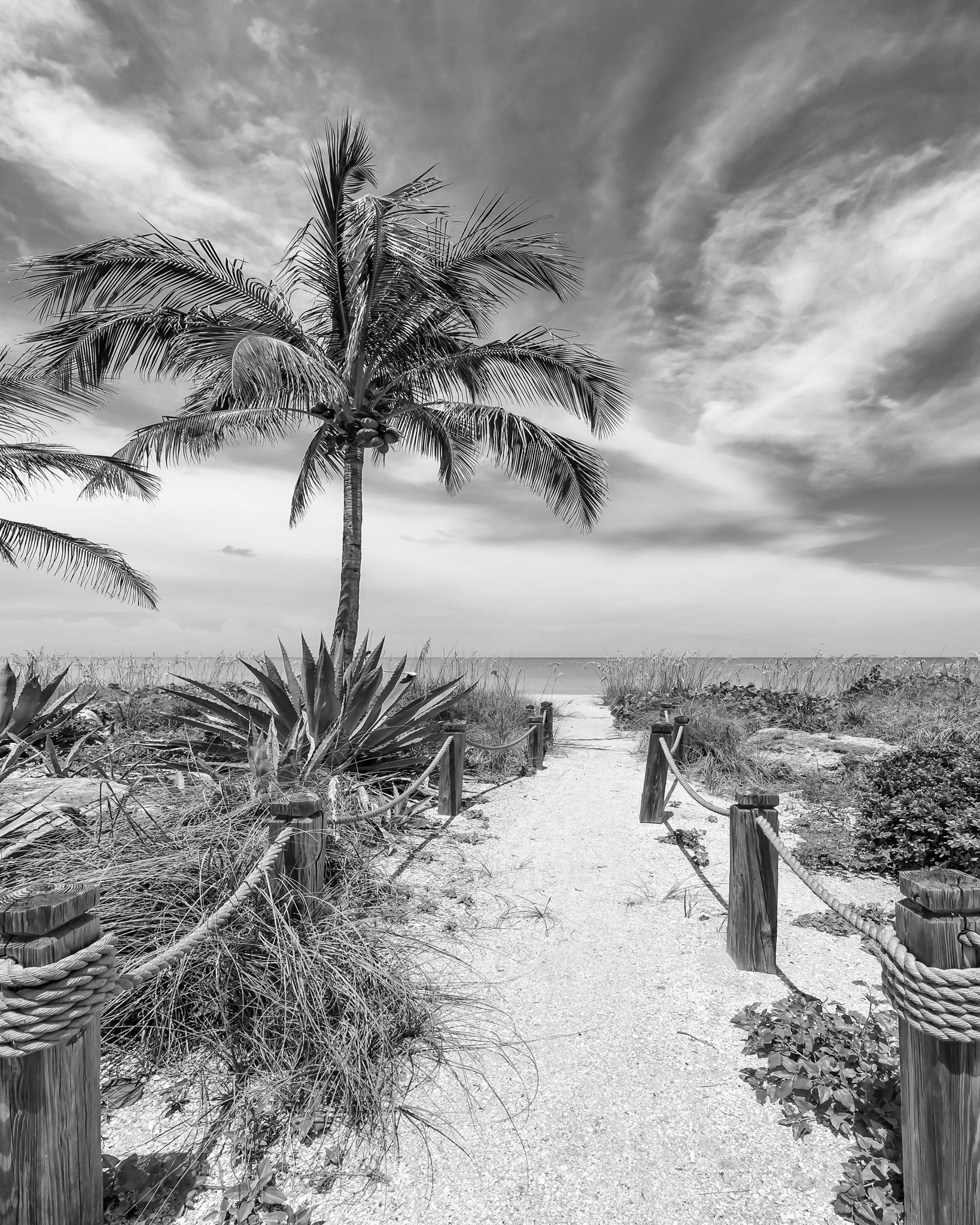 Tropical Beach Path