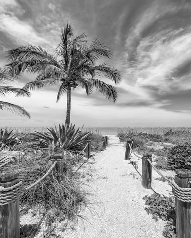 Tropical Beach Path