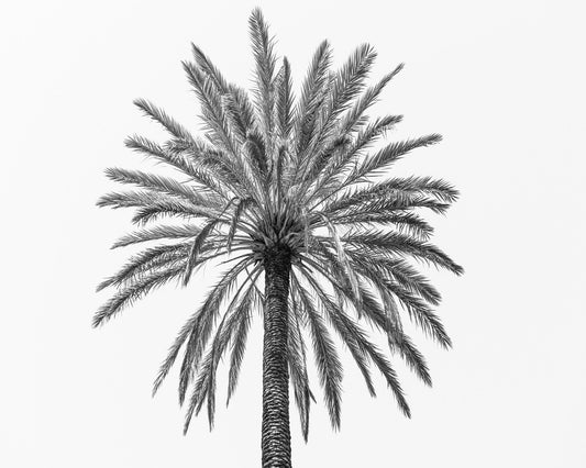 Lone Palm Tree